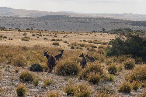 Kangaroo Island 4WD Tour - Dudley Peninsula - Accommodation Search 6