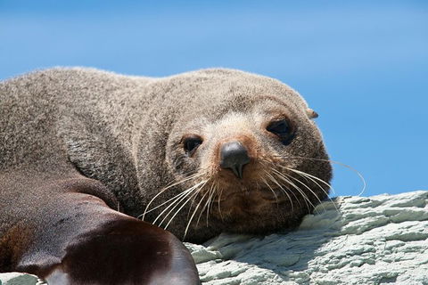 Kangaroo Island 75-Minute Ocean Safari - Accommodation Search 4