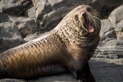 Kangaroo Island 75-Minute Ocean Safari - Accommodation Search 6