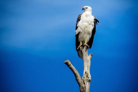 Kangaroo Island 75-Minute Ocean Safari - Accommodation Search 3