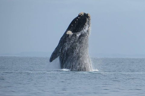 Kangaroo Island 75-Minute Ocean Safari - Accommodation Search 1