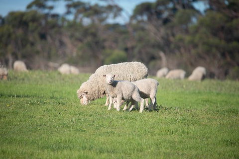Fine Flavours - Full Day Kangaroo Island Food & Wine Tour - Accommodation Search 9
