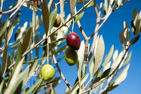 Fine Flavours - Full Day Kangaroo Island Food & Wine Tour - Accommodation Search 3