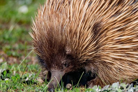 Kangaroo Island Luxury Small Group \'East End Explorer\' Full Day Tour - Accommodation Search 1