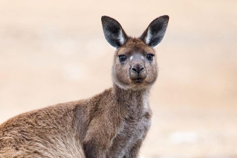Kangaroo Island Luxury Small Group \'East End Explorer\' Full Day Tour - Accommodation Search 0