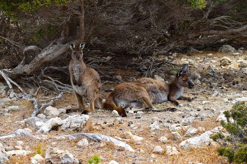 Kangaroo Island Luxury Small Group \'East End Explorer\' Full Day Tour - Accommodation Search 2