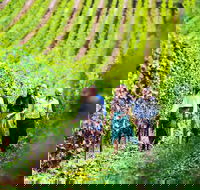 Tasmanian Wine Tour - Accommodation Search