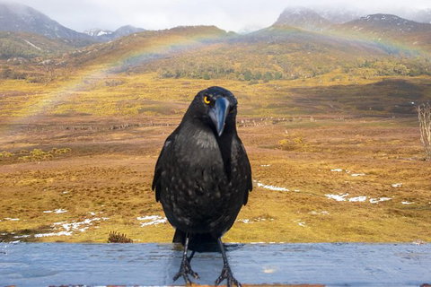 Cradle Mountain Park Explorer - Accommodation Search 5