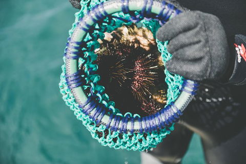 Deep-to-Dish: Tasmanian Seafood Experience - Afternoon Tour - Accommodation Search 5