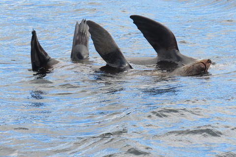 Derwent River Day Sail From Sullivan Cove And Return - Accommodation Search 5