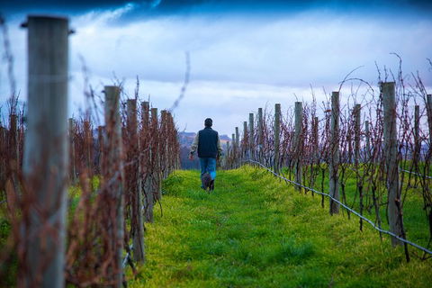 Full Day Tour Hobart: Port Arthur McHenry Gins Bangor Vineyard Wines + Oysters - Accommodation Search 26