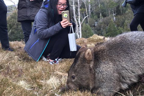 Cradle Mountain In A Day From Hobart - Accommodation Search 4