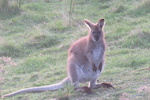 Maria Island And East Coast Five Day Cruise - Accommodation Search 7
