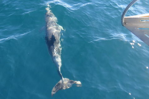Maria Island And East Coast Five Day Cruise - Accommodation Search 4