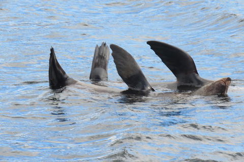 Maria Island And East Coast Five Day Cruise - Accommodation Search 3