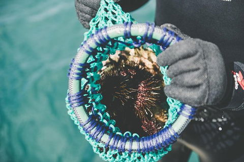 Deep-to-Dish: Tasmanian Seafood Experience - Morning Tour - Accommodation Search 6