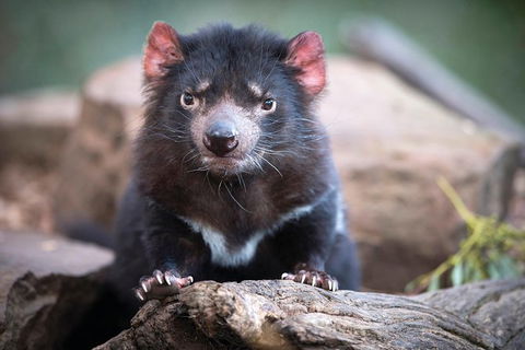 Cruise Ship Special From Hobart: Richmond And Bonorong Wildlife Park Shuttle - Accommodation Search 0