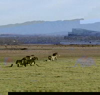 Spend a day in one of Tasmania's best wildlife National Park's - Accommodation Search