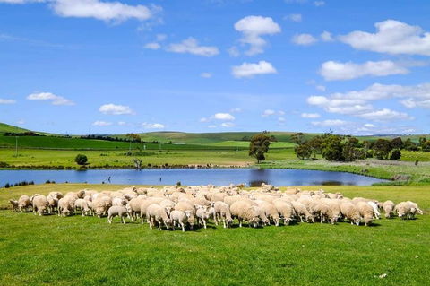 Mount Field Private Charter Service - Accommodation Search 5