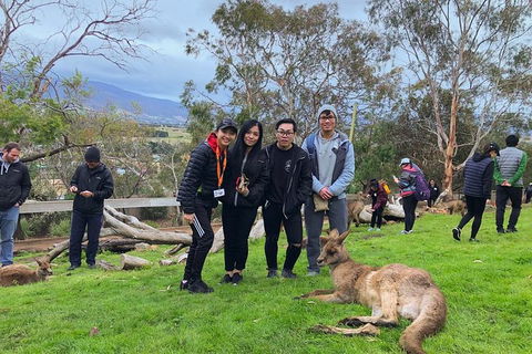 Bonorong Wildlife Volunteer Tour - Accommodation Search 1