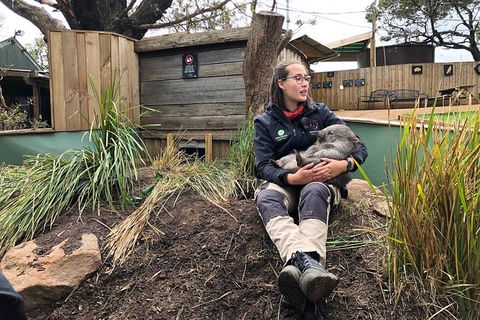 Bonorong Wildlife Volunteer Tour - Accommodation Search 5