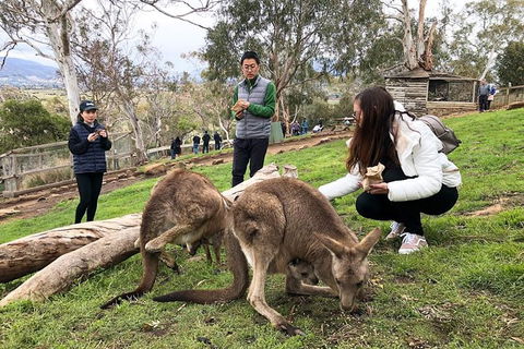 Bonorong Wildlife Volunteer Tour - Accommodation Search 3
