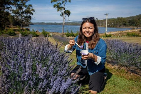 Discover Hobart: Port Arthur And Lavender Farm 1 Day Tour - Accommodation Search 2