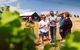 Hobart: Highlights Of Tasmanian Wine Full Day Tour - thumb 2