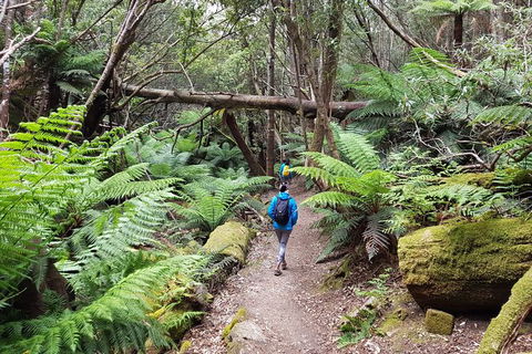 Mt. Wellington Morning Hike + Afternoon Beer & History Walk - Accommodation Search 7