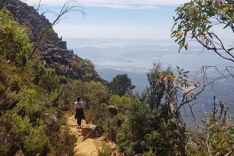 Mt. Wellington Morning Hike + Afternoon Beer & History Walk - Accommodation Search 1