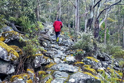 Mt. Wellington Morning Hike + Afternoon Beer & History Walk - Accommodation Search 8
