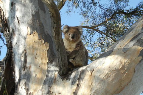Tahbilk Winery And Wetlands Tour With Local Wine Ambassador Including Lunch, Wine Tasting And A Wine Making Class - Accommodation Search 1