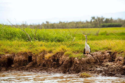 Darwin City Sights And Jumping Crocodile Cruise - Accommodation Search 5