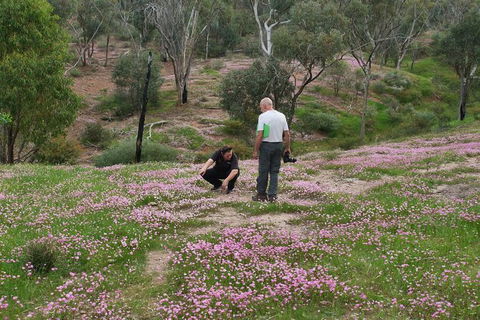 Orchids And Wildflowers Photographic Day Tour From Perth - Accommodation Search 11