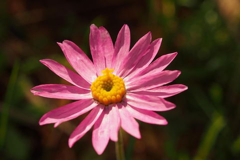 Orchids And Wildflowers Photographic Day Tour From Perth - Accommodation Search 7