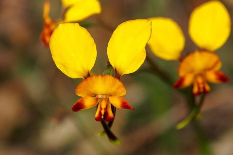 Orchids And Wildflowers Photographic Day Tour From Perth - Accommodation Search 2