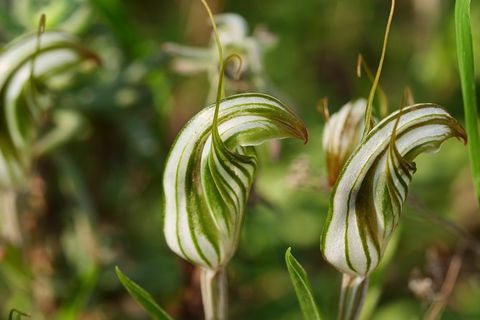 Orchids And Wildflowers Photographic Day Tour From Perth - Accommodation Search 12