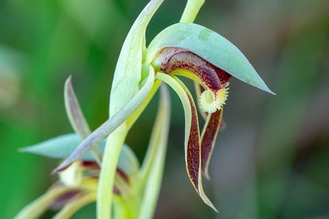 Orchids And Wildflowers Photographic Day Tour From Perth - Accommodation Search 9