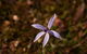 Orchids And Wildflowers Photographic Day Tour From Perth - thumb 6