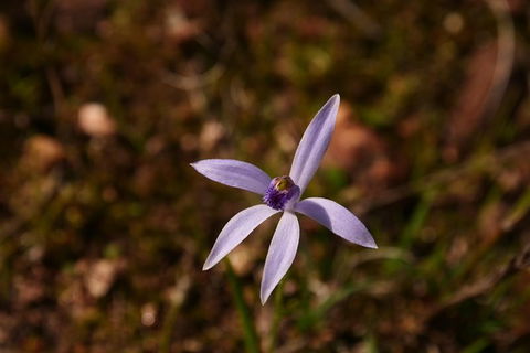 Orchids And Wildflowers Photographic Day Tour From Perth - Accommodation Search 6