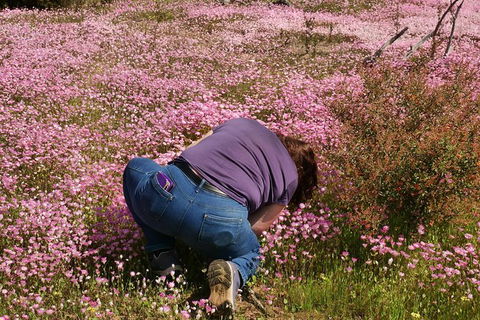 Orchids And Wildflowers Photographic Day Tour From Perth - Accommodation Search 4