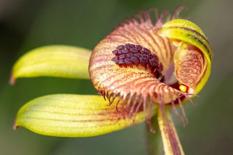 Orchids And Wildflowers Photographic Day Tour From Perth - Accommodation Search 0