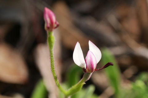 Orchids And Wildflowers Photographic Day Tour From Perth - Accommodation Search 5