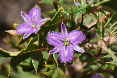 Orchids And Wildflowers Photographic Day Tour From Perth - Accommodation Search 3