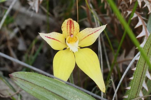 Orchids And Wildflowers Photographic Day Tour From Perth - Accommodation Search 8