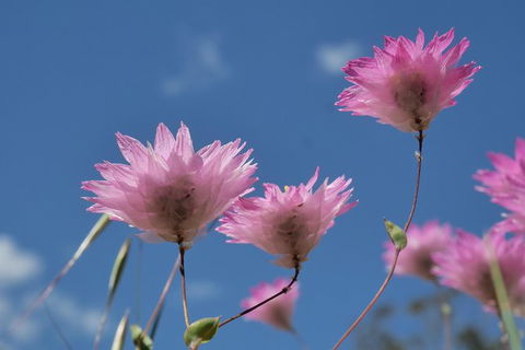 Orchids And Wildflowers Photographic Day Tour From Perth - Accommodation Search 10