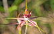 Orchids And Wildflowers Photographic Day Tour From Perth - thumb 13