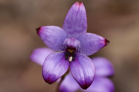 Orchids And Wildflowers Photographic Day Tour From Perth - Accommodation Search 1