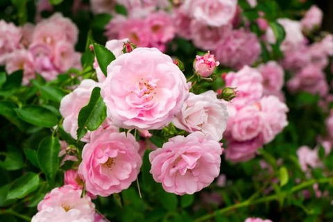 Botanical Gardens, Winery And Scenic Full Day Tour - Accommodation Search 0