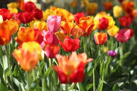 Botanical Gardens, Winery And Scenic Full Day Tour - Accommodation Search 1